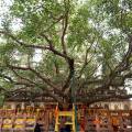 bodhi-tree-1