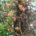 cannonball-tree-also-called-the-sala-tree-or-ayauma-tree-the-flowers-grow-directly-from-the-trunk-of