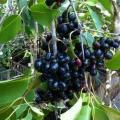 jamun tree