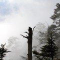 IMG_0962